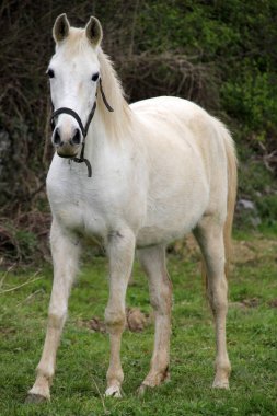 Kırsal kesimde atlar