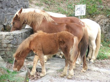 Kırsal kesimde atlar