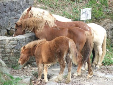 Kırsal kesimde atlar