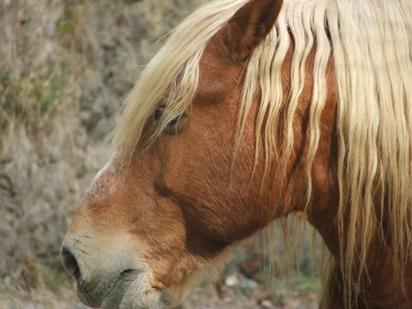 Koně Venkově — Stock fotografie