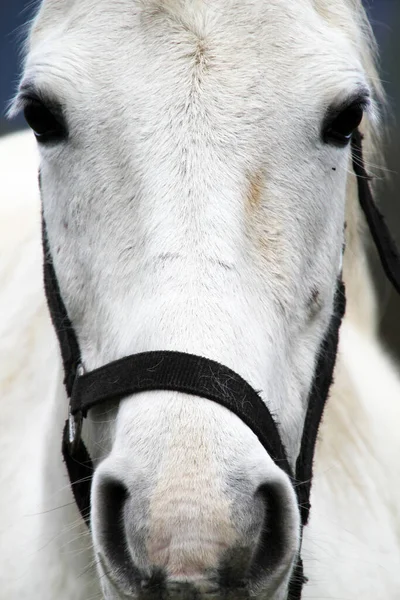 Caballos Campo — Foto de Stock