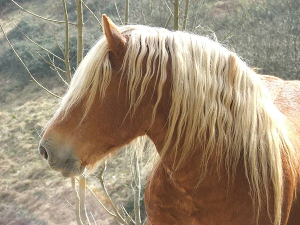 Horses Countryside — Stock Photo, Image