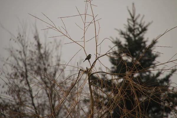 Oiseau Campagne — Photo