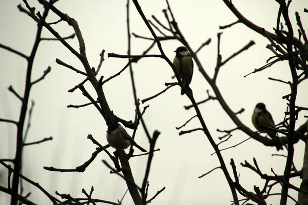 Oiseau Campagne — Photo