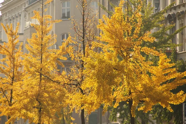 Urbascape Cidade Berlim — Fotografia de Stock