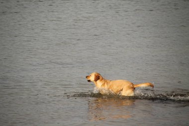 Köpek sahilde eğleniyor.