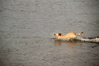 Köpek sahilde eğleniyor.