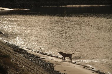 Köpek sahilde eğleniyor.