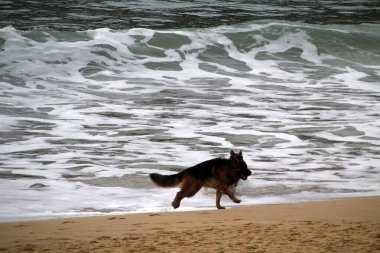 Köpek sahilde eğleniyor.