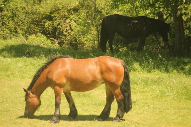 Kırsal kesimde atlar