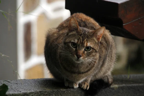 Katze Garten — Stockfoto