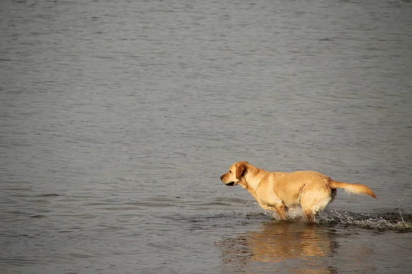 Cão Desfrutando Praia — Fotografia de Stock