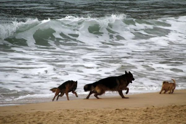 Perro Disfrutando Playa —  Fotos de Stock