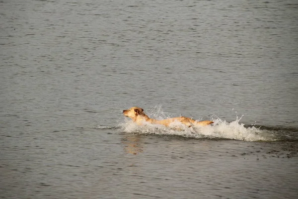 Köpek Sahilde Eğleniyor — Stok fotoğraf