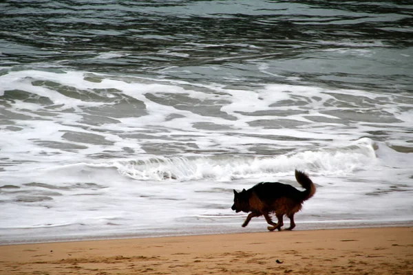 Perro Disfrutando Playa —  Fotos de Stock