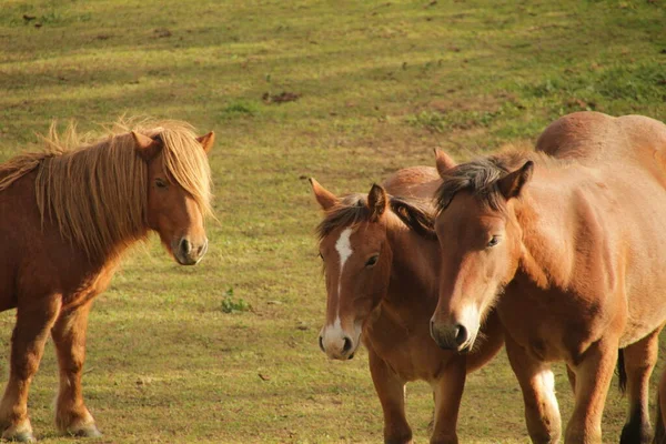 Caballos Campo —  Fotos de Stock