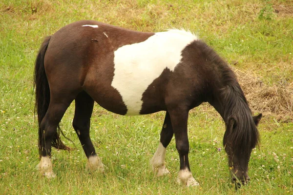 Paarden Het Platteland — Stockfoto