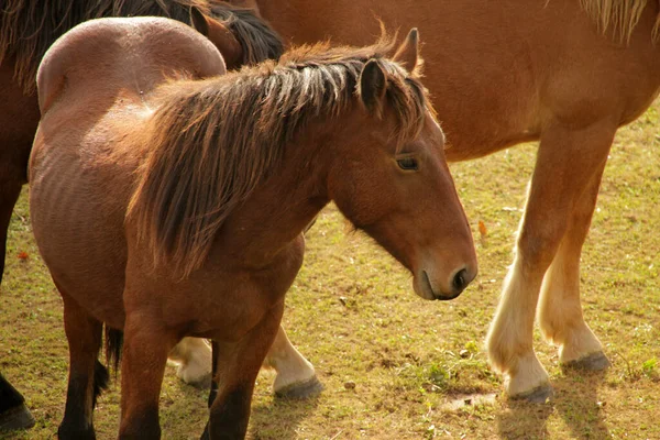 Chevaux Campagne — Photo