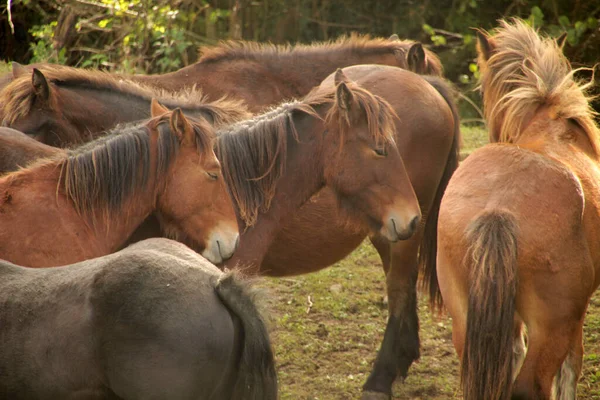 Caballos Campo —  Fotos de Stock