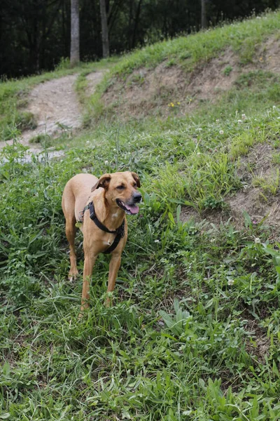 Cão Parque — Fotografia de Stock