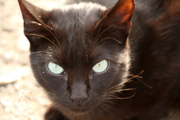 Cat Park — Stock Photo, Image