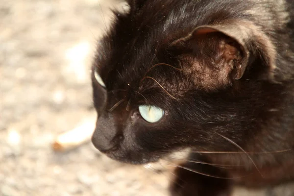 Gato Parque — Fotografia de Stock