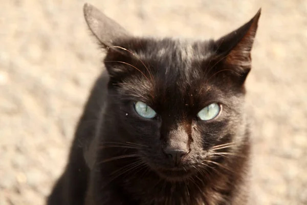 Gato Parque — Fotografia de Stock