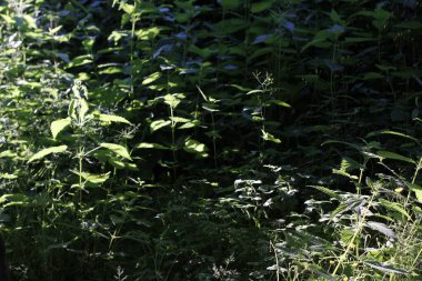 Parkta bahar bitkisi