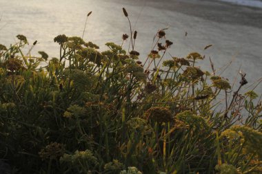 Parkta bahar bitkisi