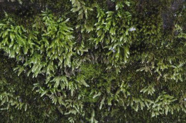 Parkta bahar bitkisi