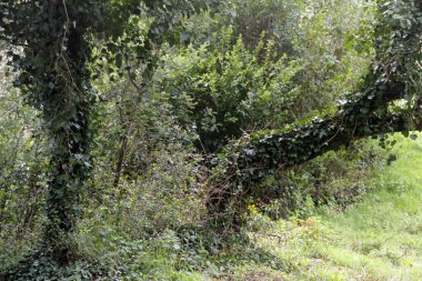 Parkta bahar bitkisi