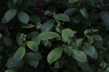 Parkta bahar bitkisi