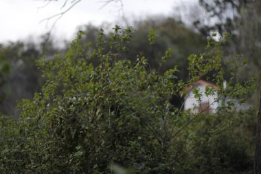 Parkta bahar bitkisi