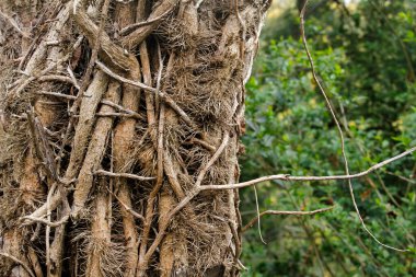 Parkta bahar bitkisi