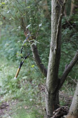 Parkta bahar bitkisi