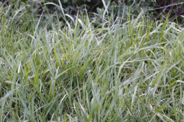 Parkta bahar bitkisi