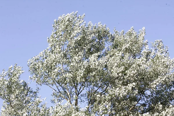 Parkta Bahar Bitkisi — Stok fotoğraf