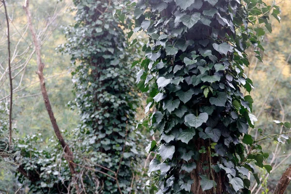 Vegetazione Primaverile Parco — Foto Stock