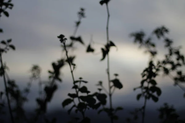 Vårvegetation Park — Stockfoto