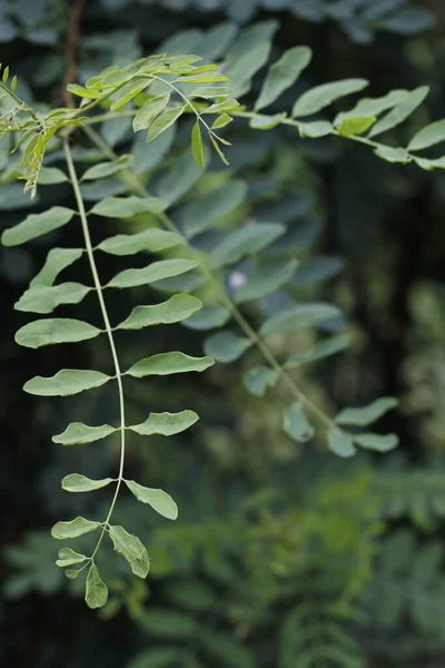 公园里的春天植物 — 图库照片