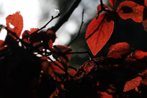 公園内の春の植生 — ストック写真