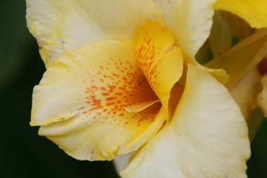 Kentsel bir bahçede bitki örtüsü