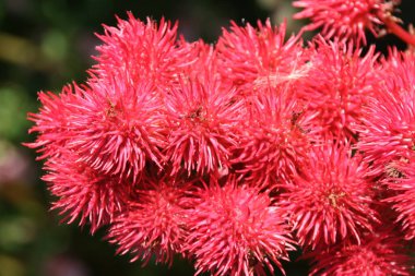 Kentsel bir bahçede bitki örtüsü