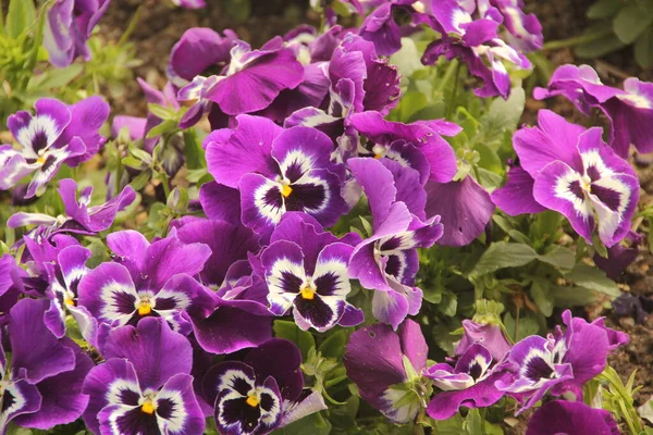 Vegetation Urban Garden — Stock Photo, Image