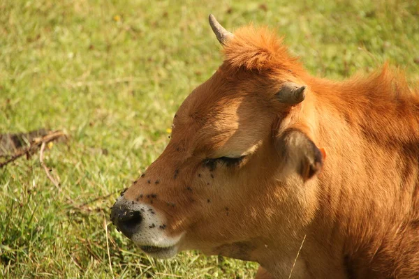 Landet — Stockfoto