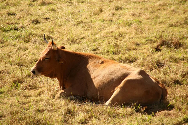 Vaca Campo — Fotografia de Stock