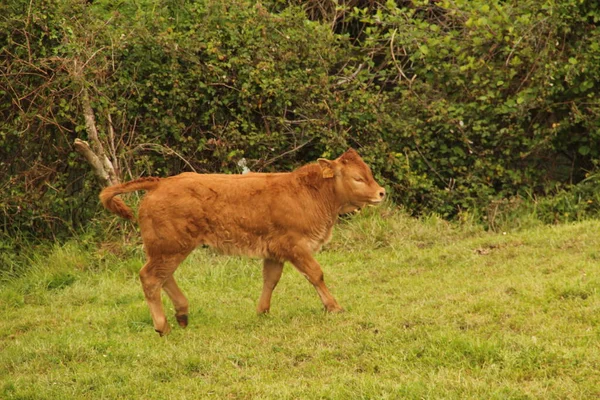 Vaca Campo — Fotografia de Stock