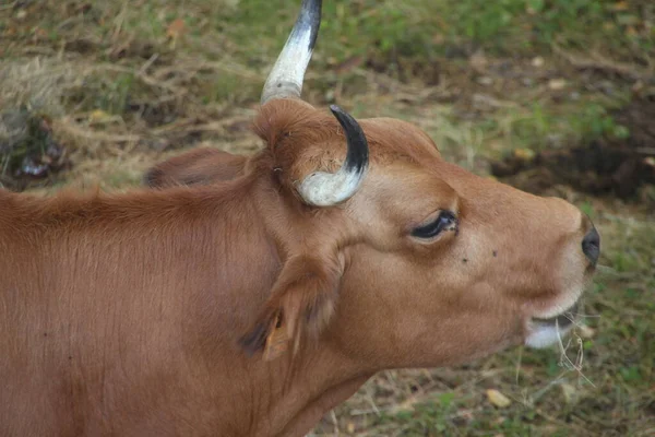 Vaca Campo — Foto de Stock