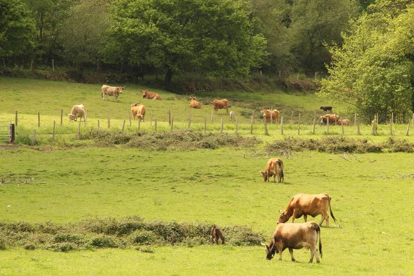 Vaca Campo — Fotografia de Stock