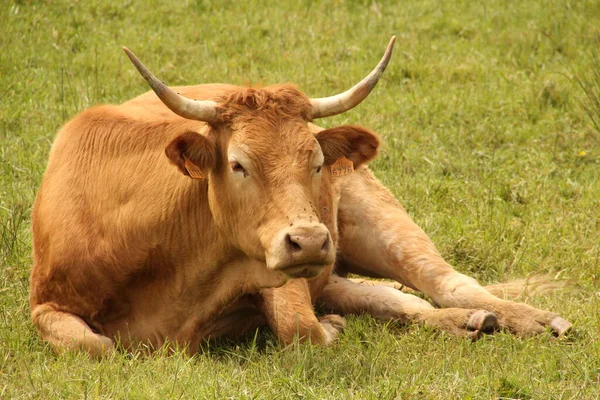 Vaca Campo — Foto de Stock